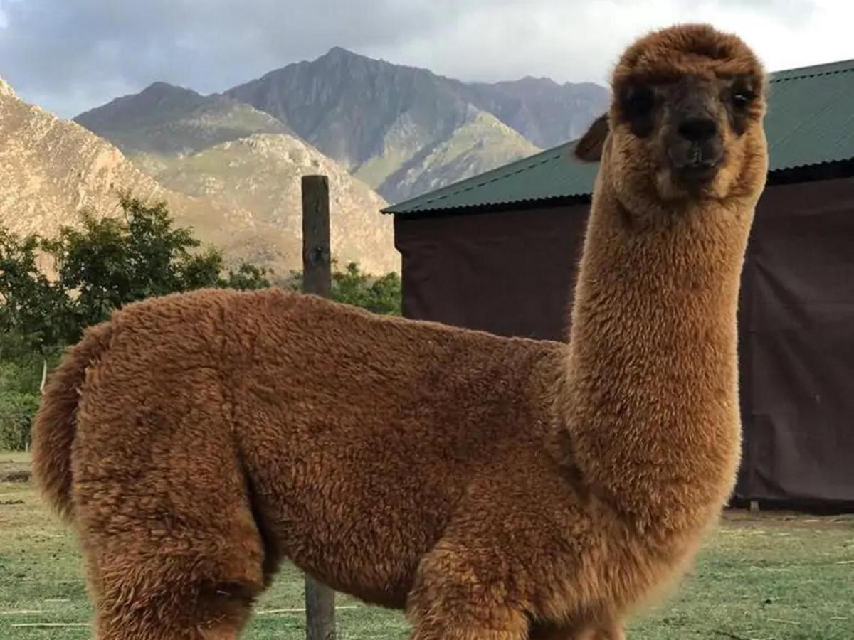 Alpaca Inn 蒙塔古 外观 照片