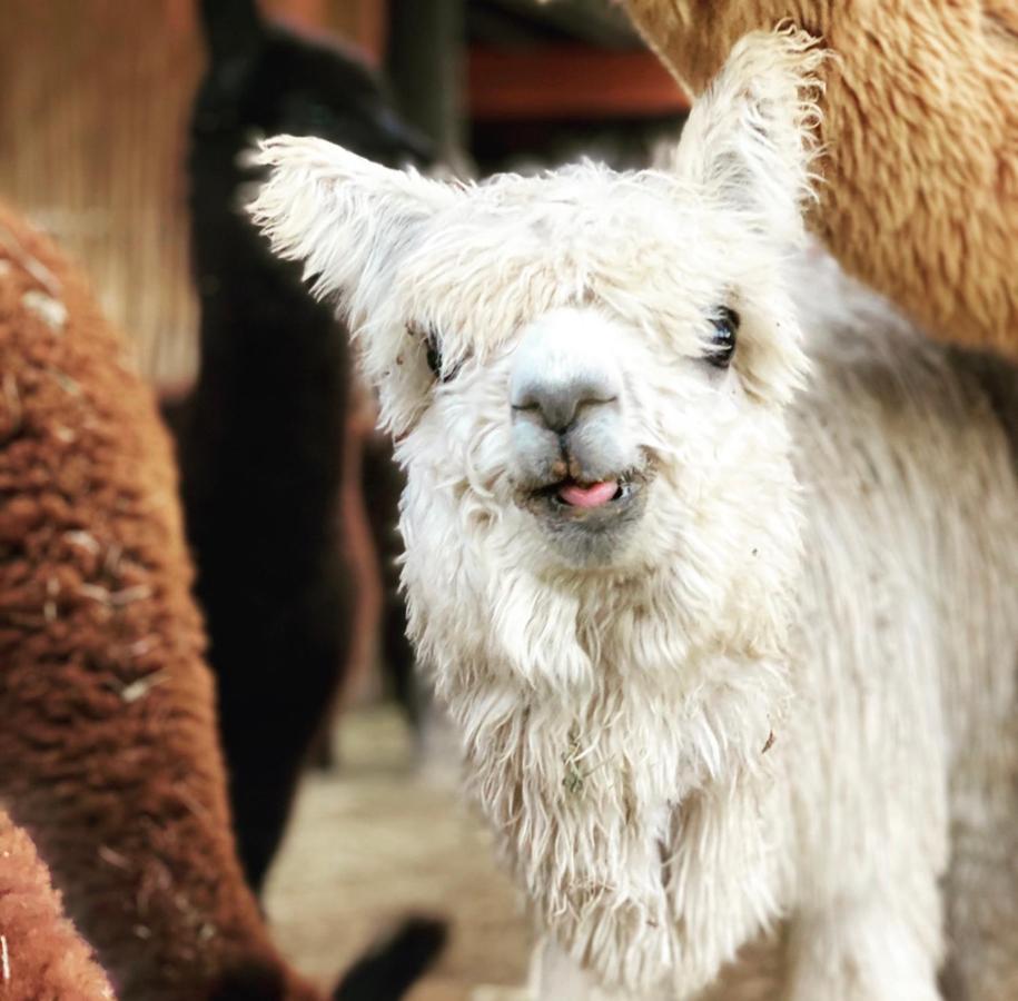 Alpaca Inn 蒙塔古 外观 照片